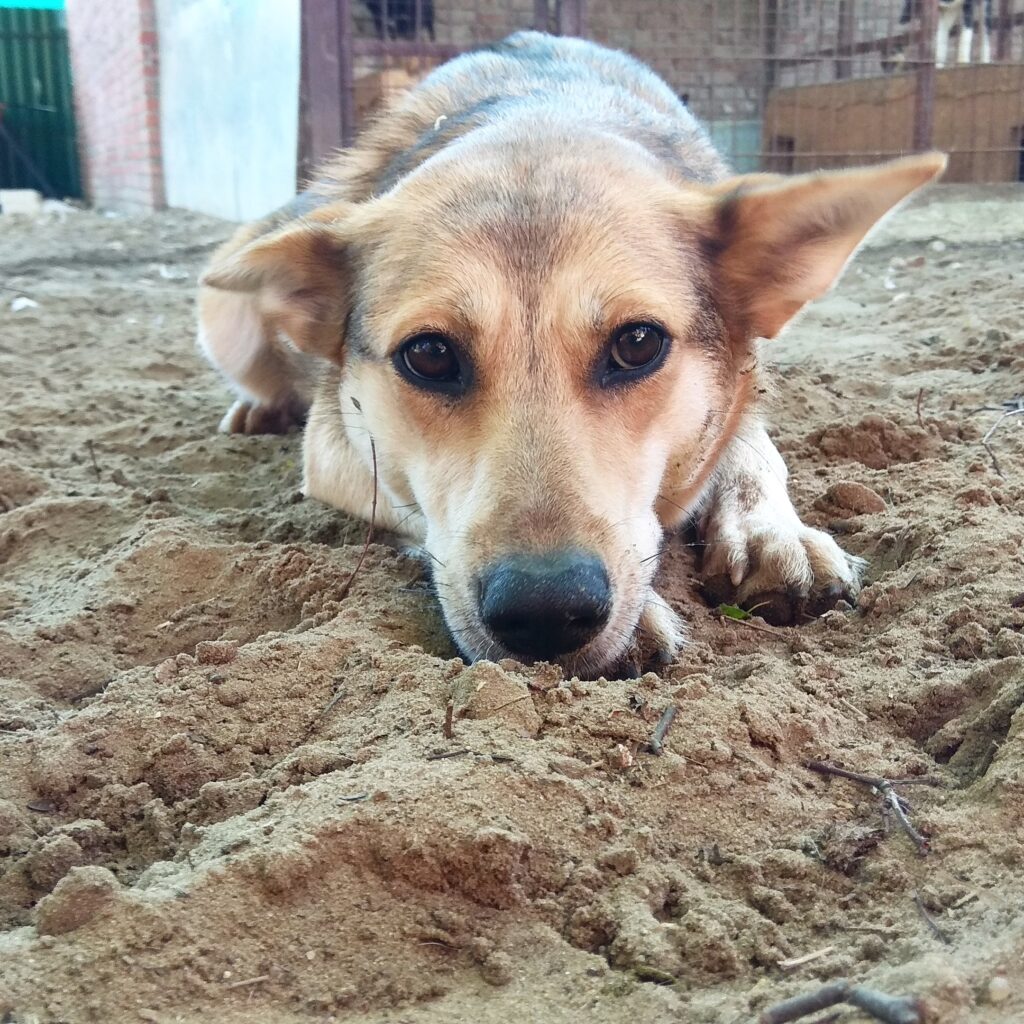 Хозяин на час: приют 