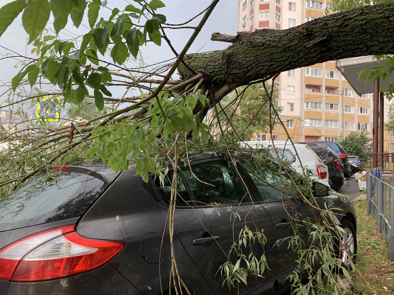 Во Владимире на улице Диктора Левитана во время грозы на автомобиль упало  дерево