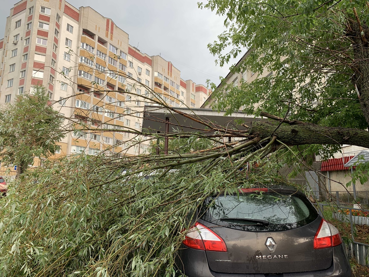 Во Владимире на улице Диктора Левитана во время грозы на автомобиль упало  дерево