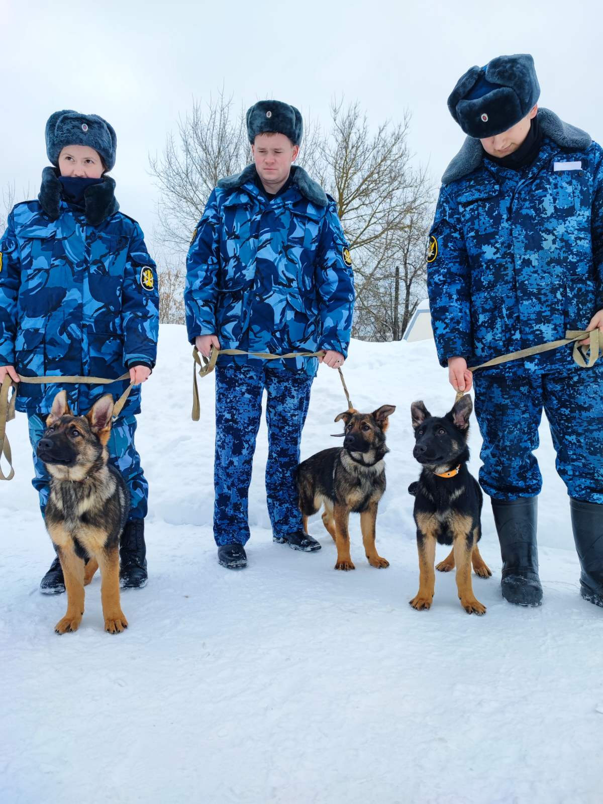 На службу в УФСИН России по Владимирской области поступили 3 щенка