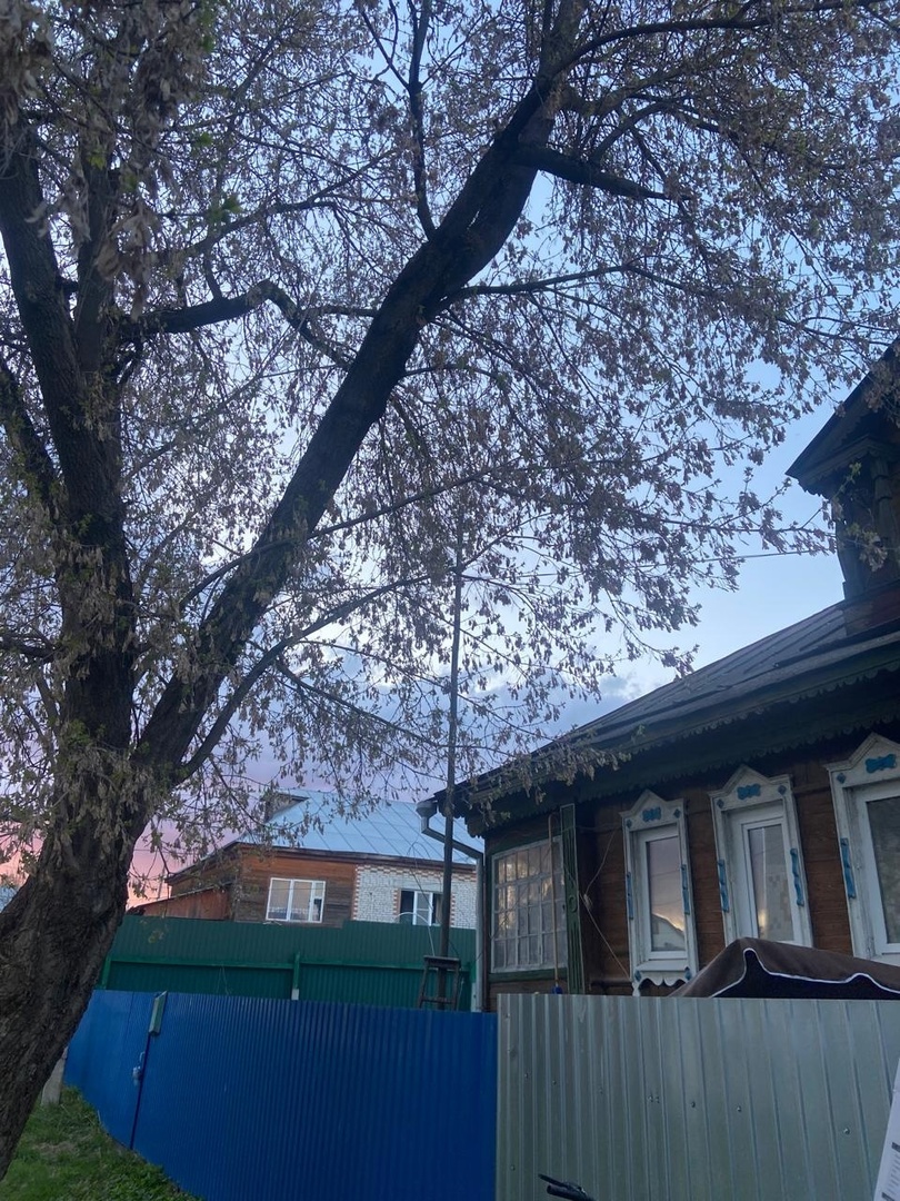 В Красной Горбатке аварийное дерево могло рухнуть на жилой дом