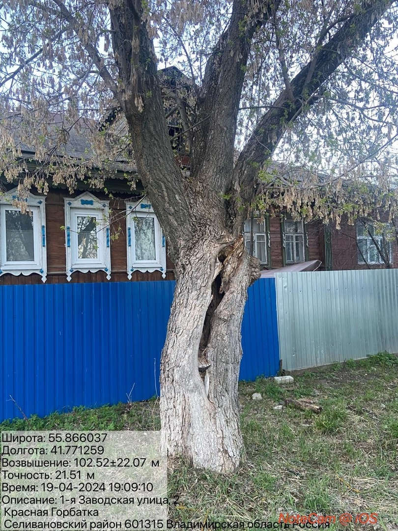 В Красной Горбатке аварийное дерево могло рухнуть на жилой дом