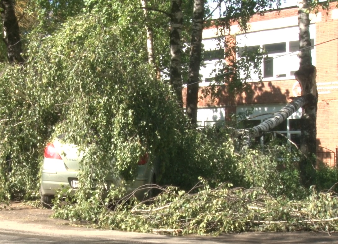 Порядка 50 деревьев поломало из-за урагана 