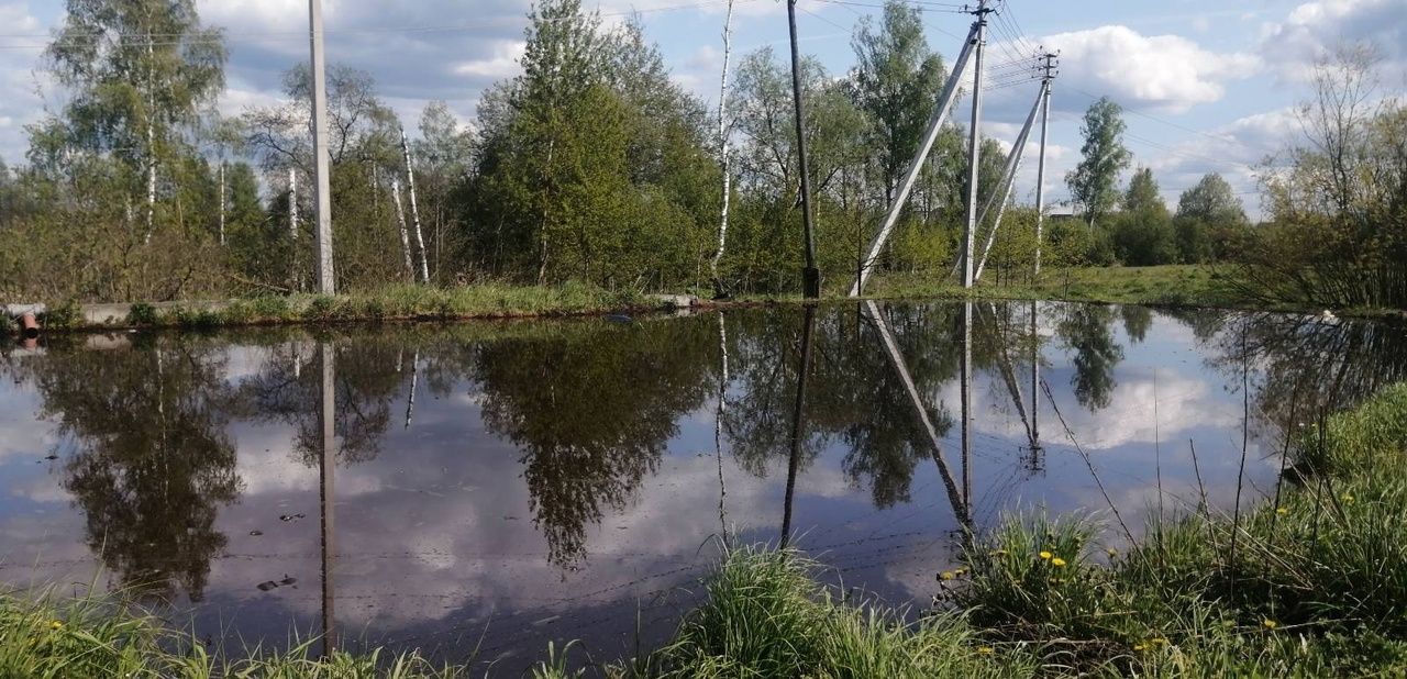 В Киржачском районе из-за загрязнения озера Фёдоровское погибла рыба